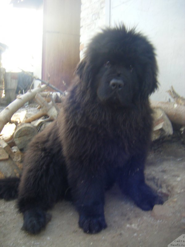 Фото: ньюфаундленд Harizma Beauty Super Mishka