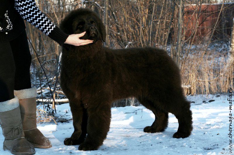 Фото: ньюфаундленд Черная Мафия Ангел Амонг Ус (Chernaya Mafia Аngel Among Us)