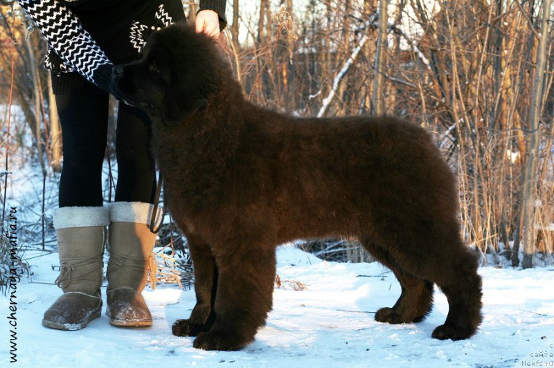 Фото: ньюфаундленд Черная Мафия Ангел Амонг Ус (Chernaya Mafia Аngel Among Us)