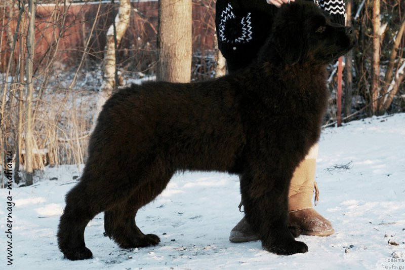 Фото: ньюфаундленд Черная Мафия Ангел Амонг Ус (Chernaya Mafia Аngel Among Us)