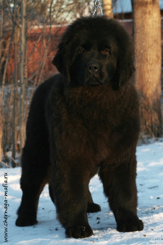 Фото: ньюфаундленд Черная Мафия Ангел Амонг Ус (Chernaya Mafia Аngel Among Us)