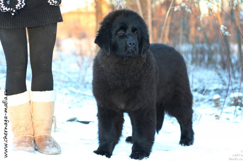 Фотография № 198369