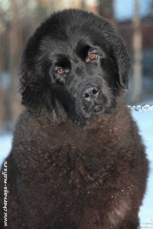 Фото: ньюфаундленд Черная Мафия Ангел Амонг Ус (Chernaya Mafia Аngel Among Us)