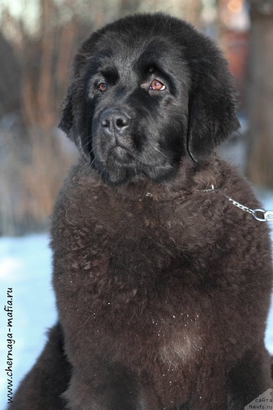 Фото: ньюфаундленд Черная Мафия Ангел Амонг Ус (Chernaya Mafia Аngel Among Us)