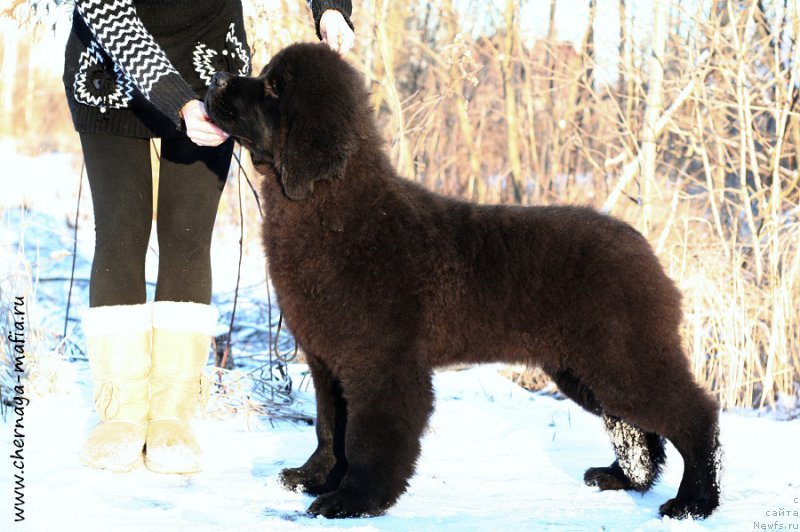 Фотография № 198375