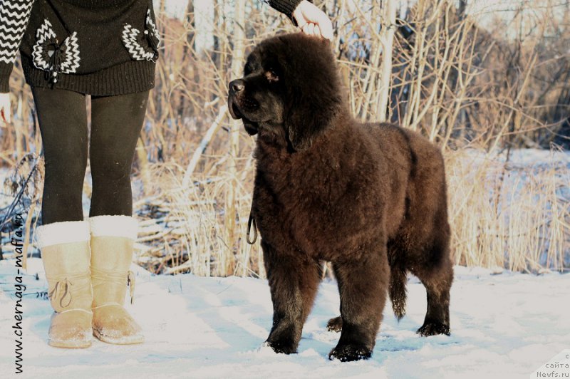 Фото: ньюфаундленд Черная Мафия Абове анд Беуонд (Chernaya Mafia Above and Beyond)