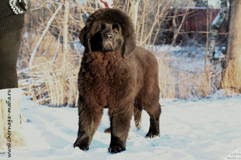 Фото: ньюфаундленд Черная Мафия Абове анд Беуонд (Chernaya Mafia Above and Beyond)