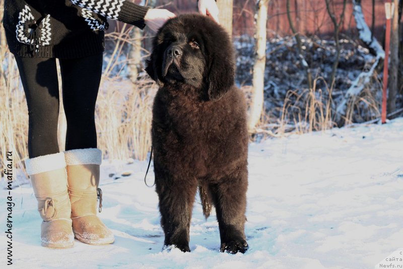 Фото: ньюфаундленд Черная Мафия Абове анд Беуонд (Chernaya Mafia Above and Beyond)