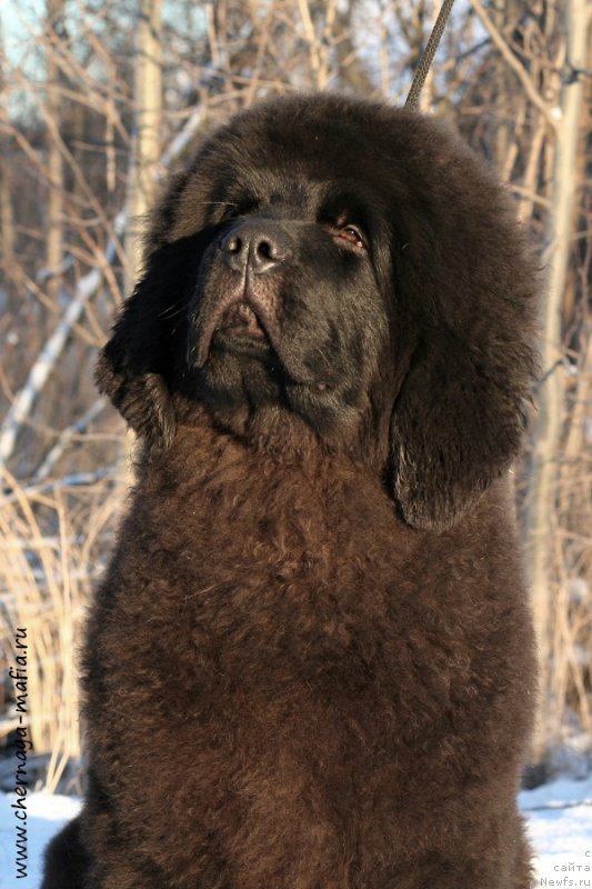 Фото: ньюфаундленд Черная Мафия Абове анд Беуонд (Chernaya Mafia Above and Beyond)