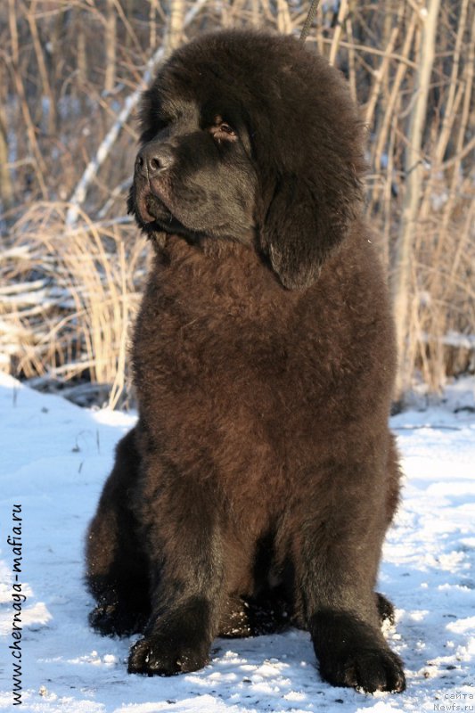 Фото: ньюфаундленд Черная Мафия Абове анд Беуонд (Chernaya Mafia Above and Beyond)