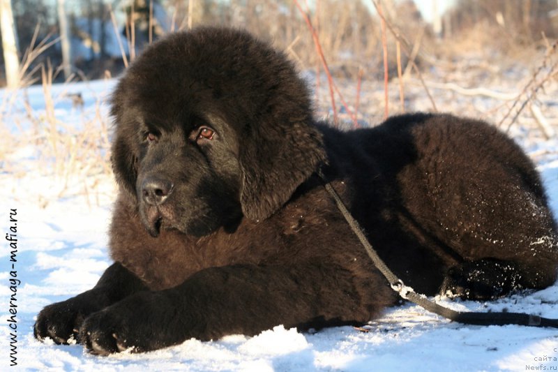 Фото: ньюфаундленд Черная Мафия Абове анд Беуонд (Chernaya Mafia Above and Beyond)