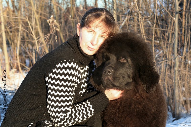 Фото: ньюфаундленд Черная Мафия Абове анд Беуонд (Chernaya Mafia Above and Beyond), Юлия Наумова