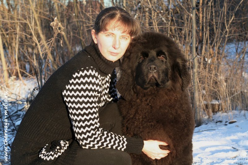 Фото: ньюфаундленд Черная Мафия Абове анд Беуонд (Chernaya Mafia Above and Beyond), Юлия Наумова