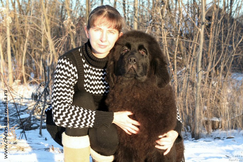 Фото: ньюфаундленд Черная Мафия Абове анд Беуонд (Chernaya Mafia Above and Beyond), Юлия Наумова