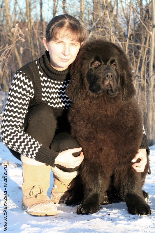 Фото: ньюфаундленд Черная Мафия Абове анд Беуонд (Chernaya Mafia Above and Beyond), Юлия Наумова