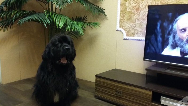 Фото: ньюфаундленд Супер Премиум Мерлин Монро