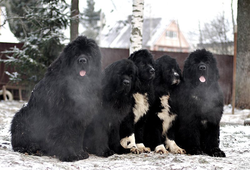 Фотография № 198395