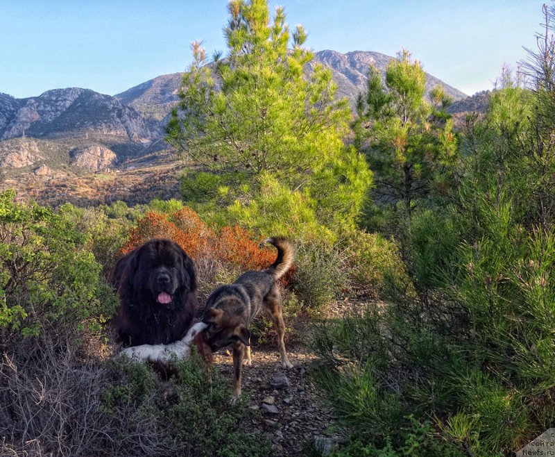 Фотография № 198398