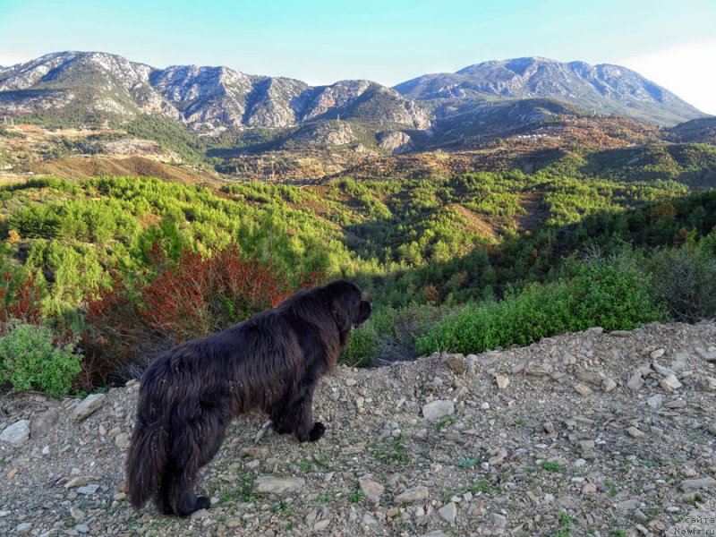 Фотография № 198399