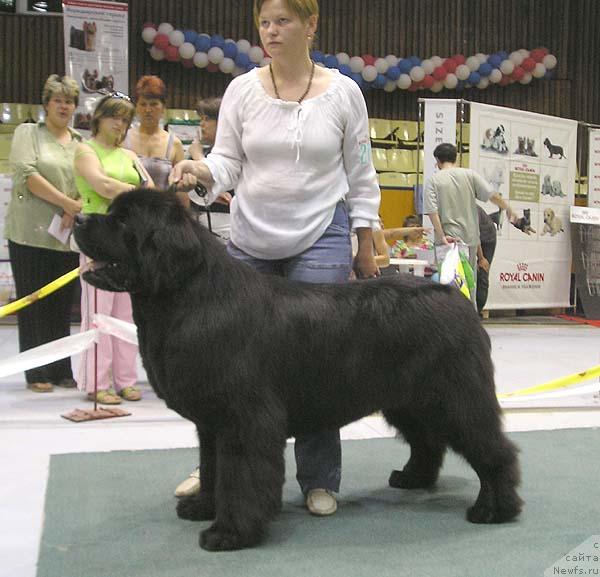 Фото: ньюфаундленд Визард оф Норден Си (Vizard of Norden Sea), Татьяна Абутова