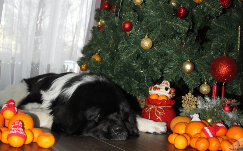 Фотография № 198408