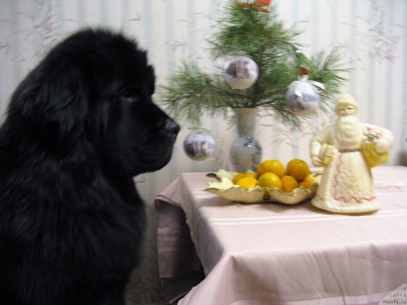 Фото: ньюфаундленд Черный Чанк с Берега Дона (Chernyj Chank s Berega Dona)