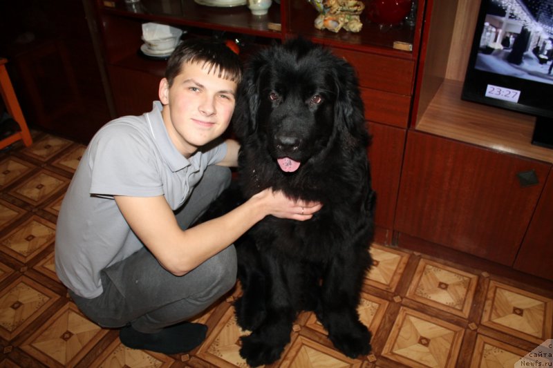 Фото: ньюфаундленд Потомственый Спасатель
