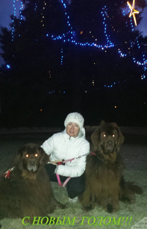 Фото: ньюфаундленд Newettas Vanessa, ньюфаундленд Sandra, Галина Вилпо