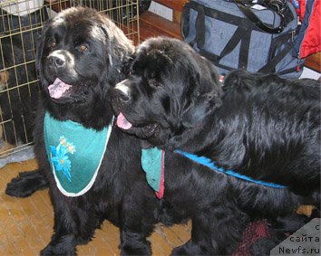 Фотография № 198457