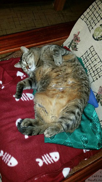 Фотография № 198462