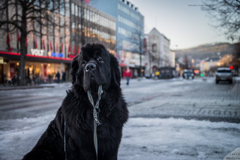 Фотография № 198469