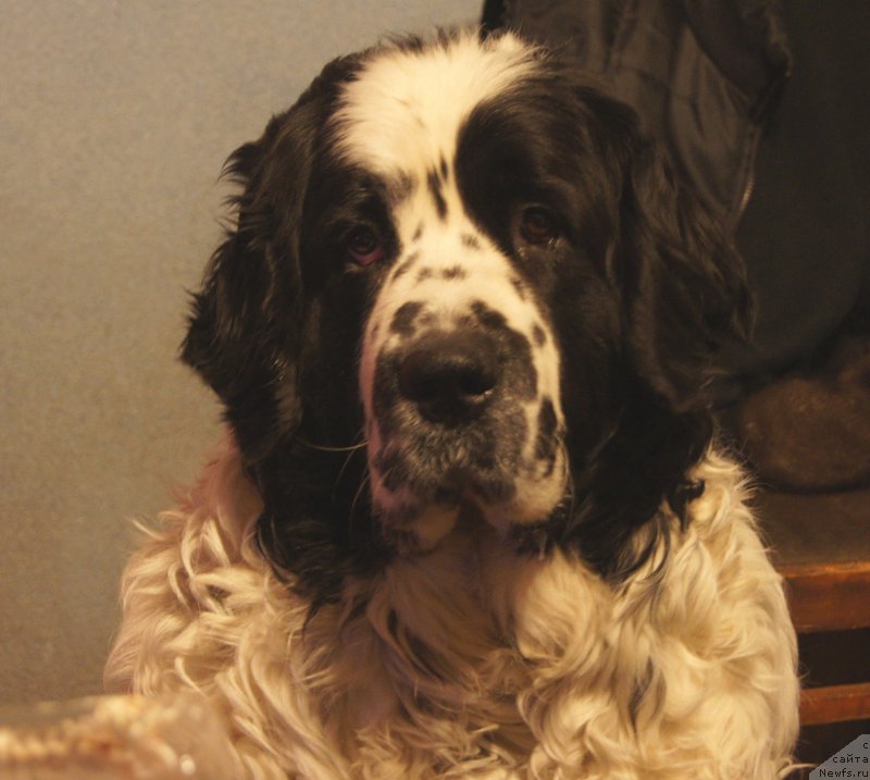 Фото: ньюфаундленд Сент Джонс Царевна Лебедь (Sent Djons Carevna Lebed)