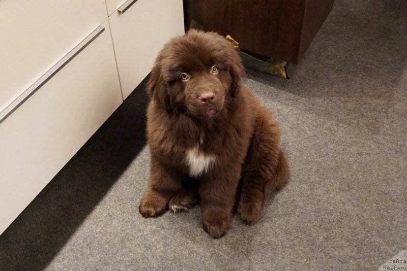 Фото: ньюфаундленд Фанньюф Аквилон (Funnewf Akvilon)