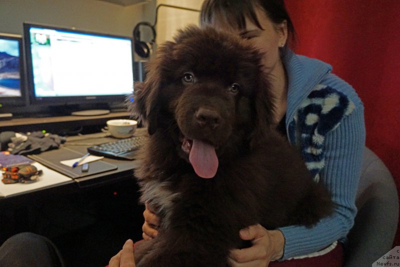 Фото: ньюфаундленд Фанньюф Аквилон (Funnewf Akvilon)