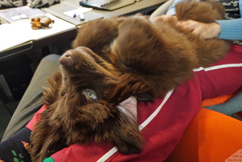 Фото: ньюфаундленд Фанньюф Аквилон (Funnewf Akvilon)