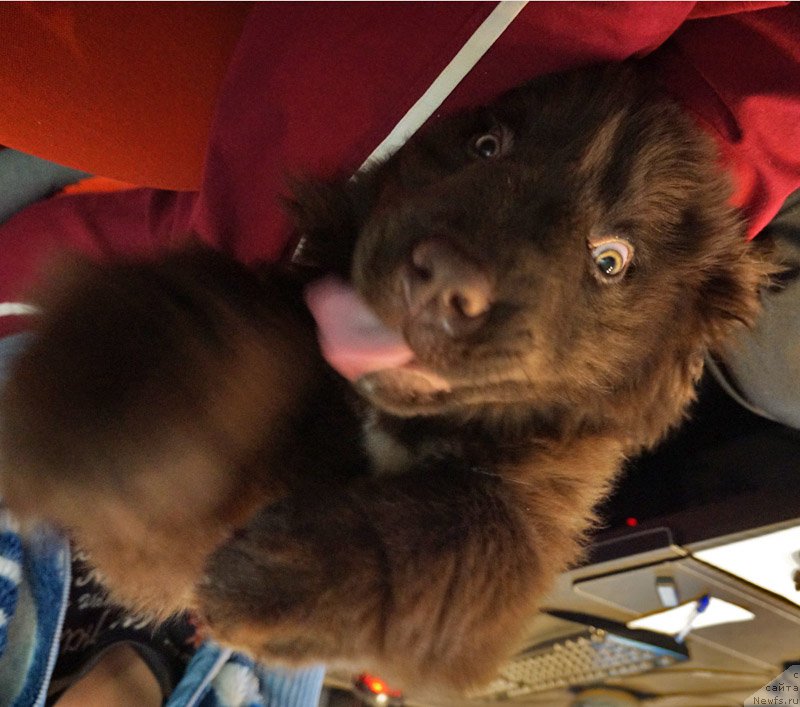 Фото: ньюфаундленд Фанньюф Аквилон (Funnewf Akvilon)