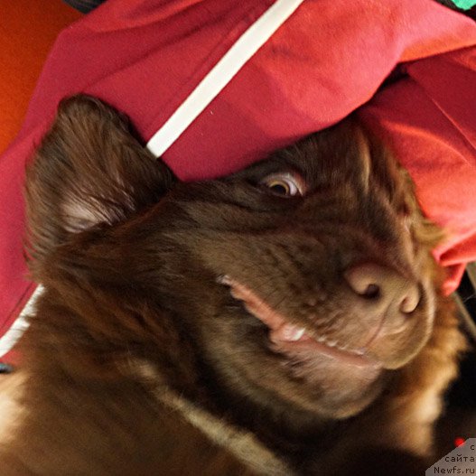 Фото: Александр Петров-Савченко, ньюфаундленд Фанньюф Аквилон (Funnewf Akvilon)