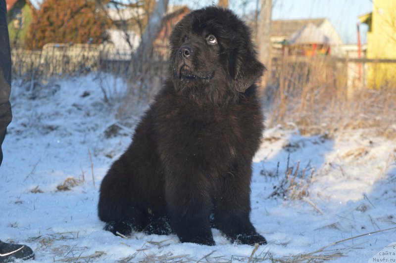Фото: ньюфаундленд О Кей из Антаграда