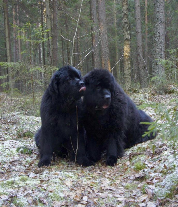 Фотография № 198488