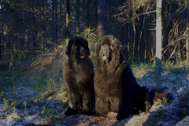 Фотография № 198490