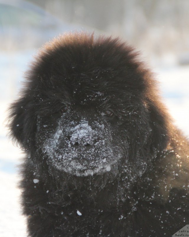 Фотография № 198495