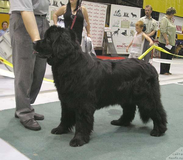 Фото: ньюфаундленд Маг Исполин Деметра