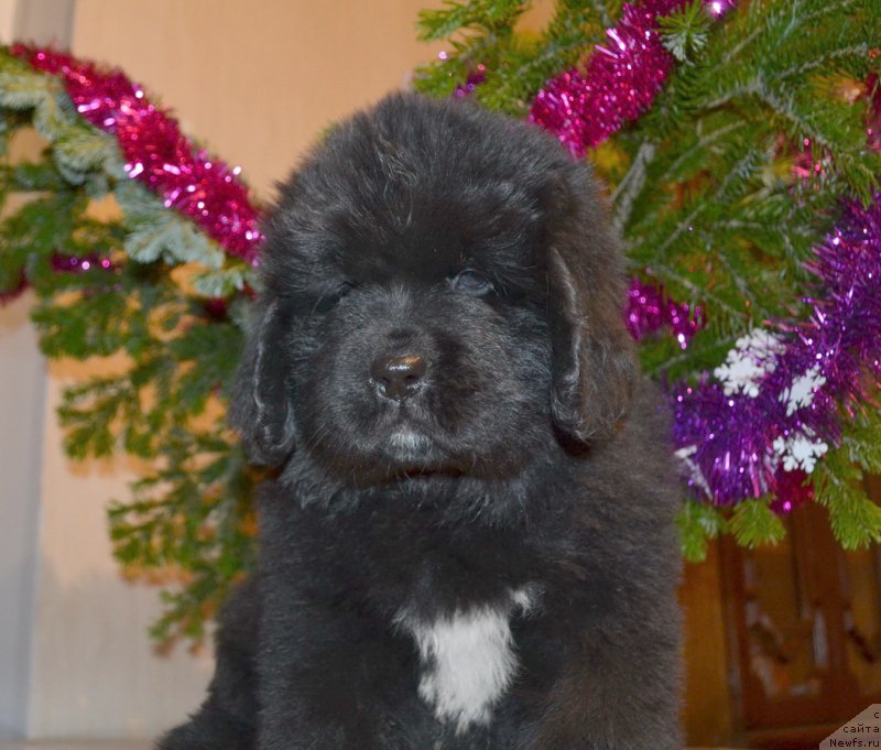 Фото: ньюфаундленд Талисман Моря Мишель