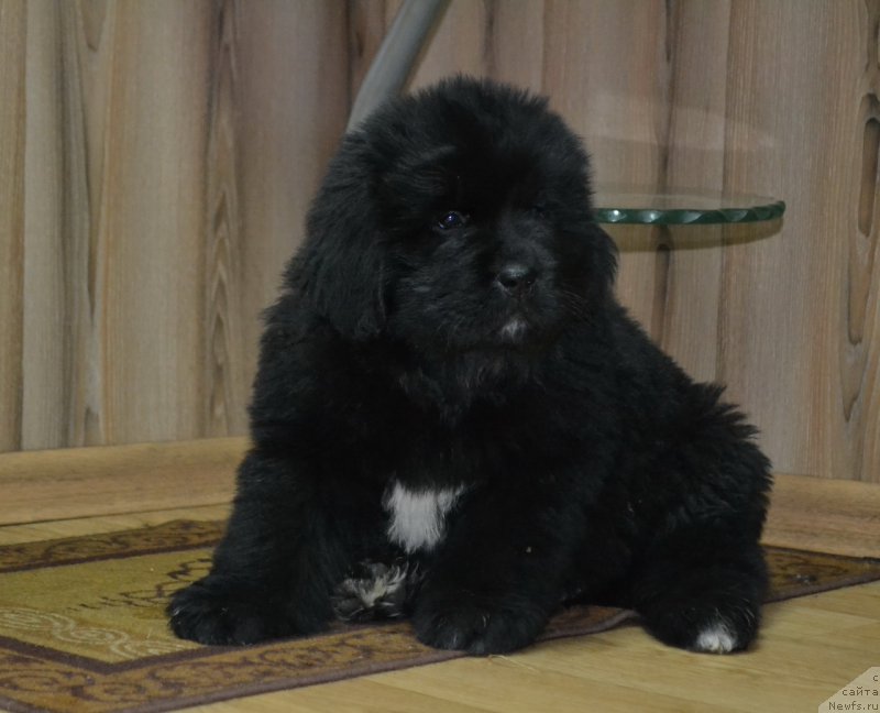 Фото: ньюфаундленд Талисман Моря Мишель