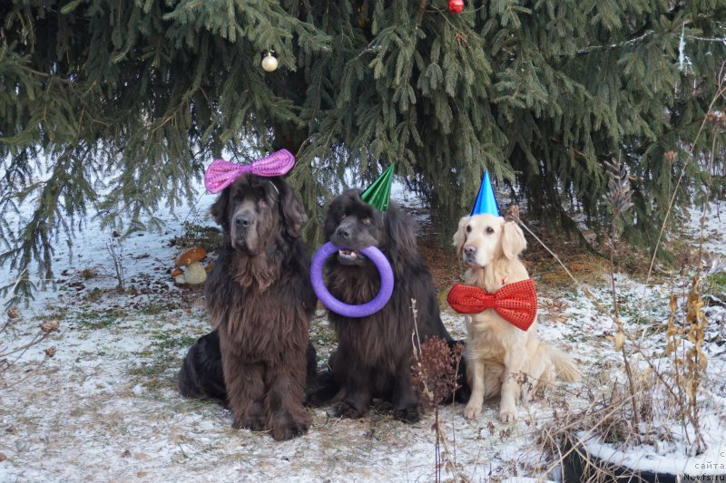 Фотография № 198506