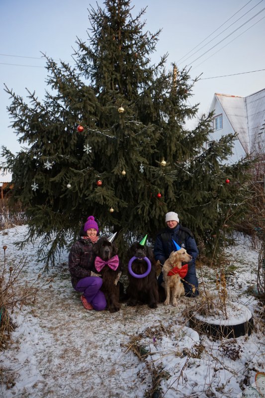 Фото: Анастасия Киреева, ньюфаундленд Дюрбахлер Клаб Альфаретта Виньетта, ньюфаундленд Мелти Вейв Марин Тифея (Melty Wave Marine Tifeya), Лисёна, Анна Петрушкина