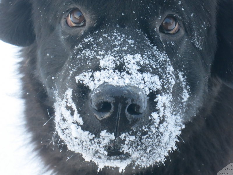Фото: ньюфаундленд Tata Vialiki Miadzvedz