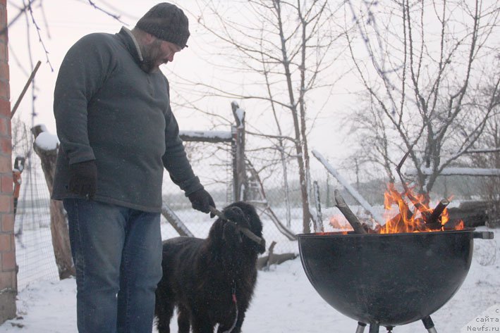 Фото: ньюфаундленд Басня с Берега Дона (Basnja s Berega Dona)