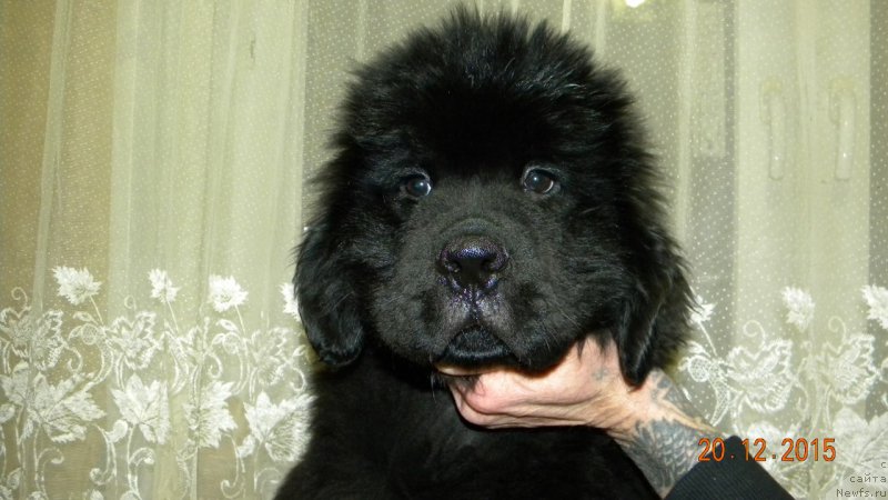 Фото: ньюфаундленд Остап Бендер из Антаграда