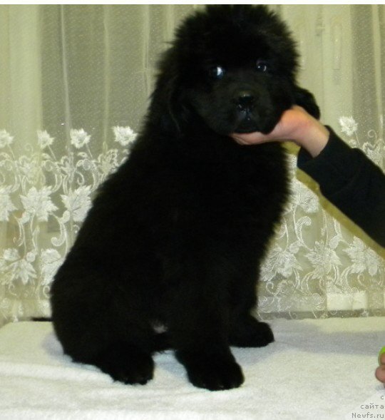 Фото: ньюфаундленд Остап Бендер из Антаграда